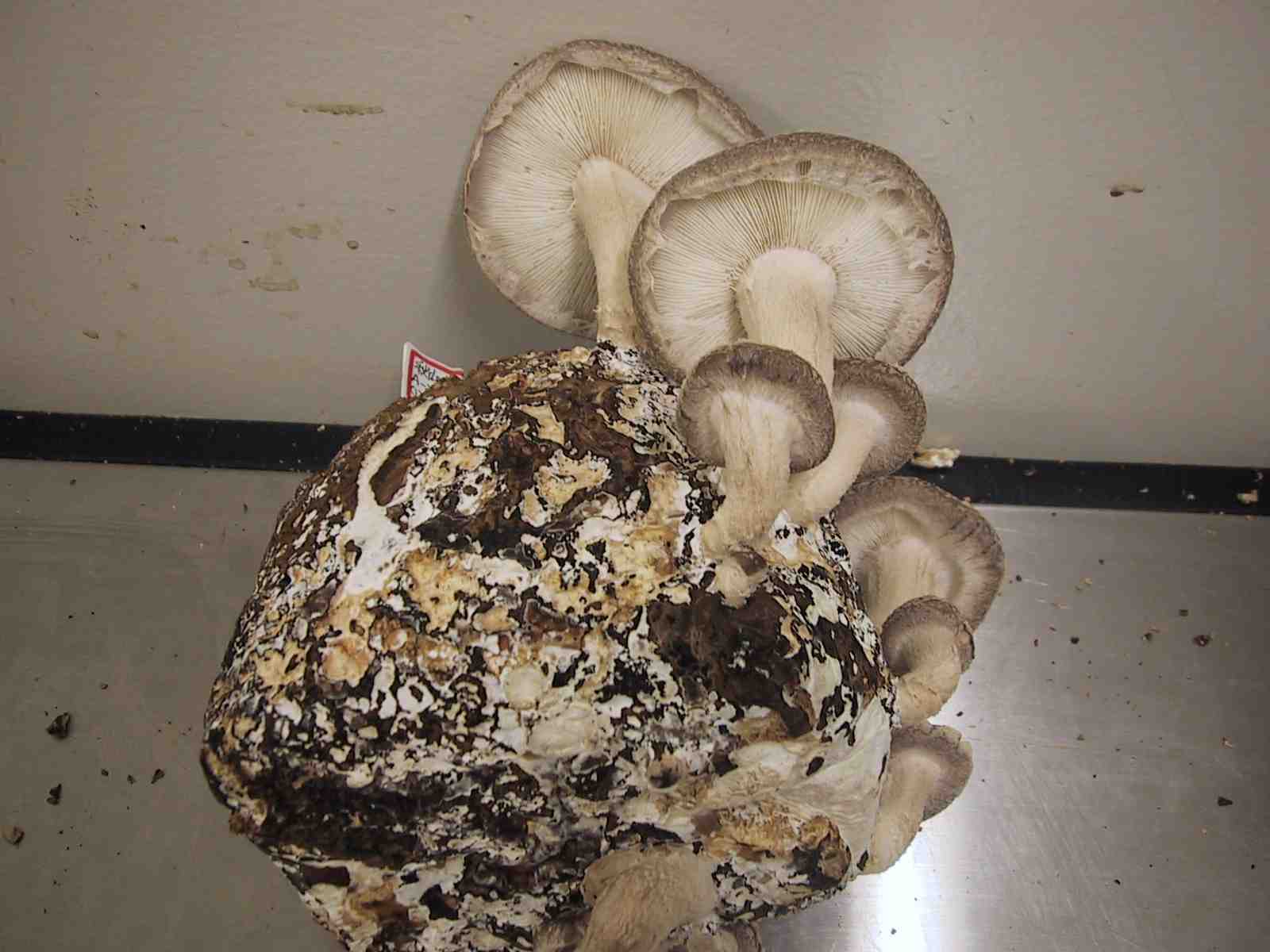 Japanease Shiitake Varieties's IGS1s 2